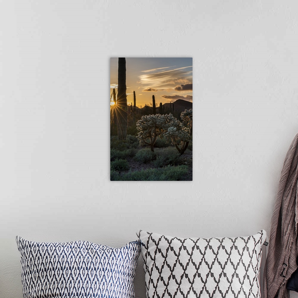 A bohemian room featuring North America, USA, Arizona.  Sunset over desert habitat, Organ Pipe Cactus National Monument, Ar...