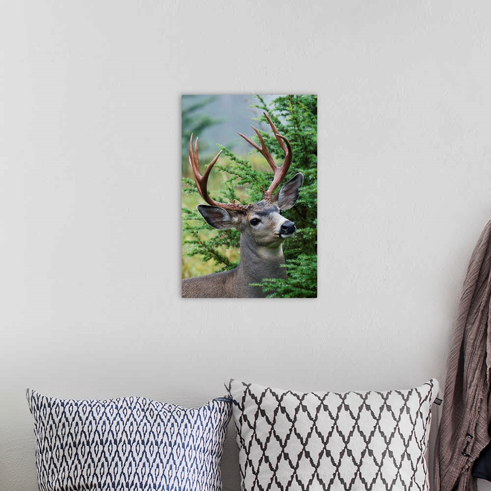 A bohemian room featuring Black-tail Deer Buck