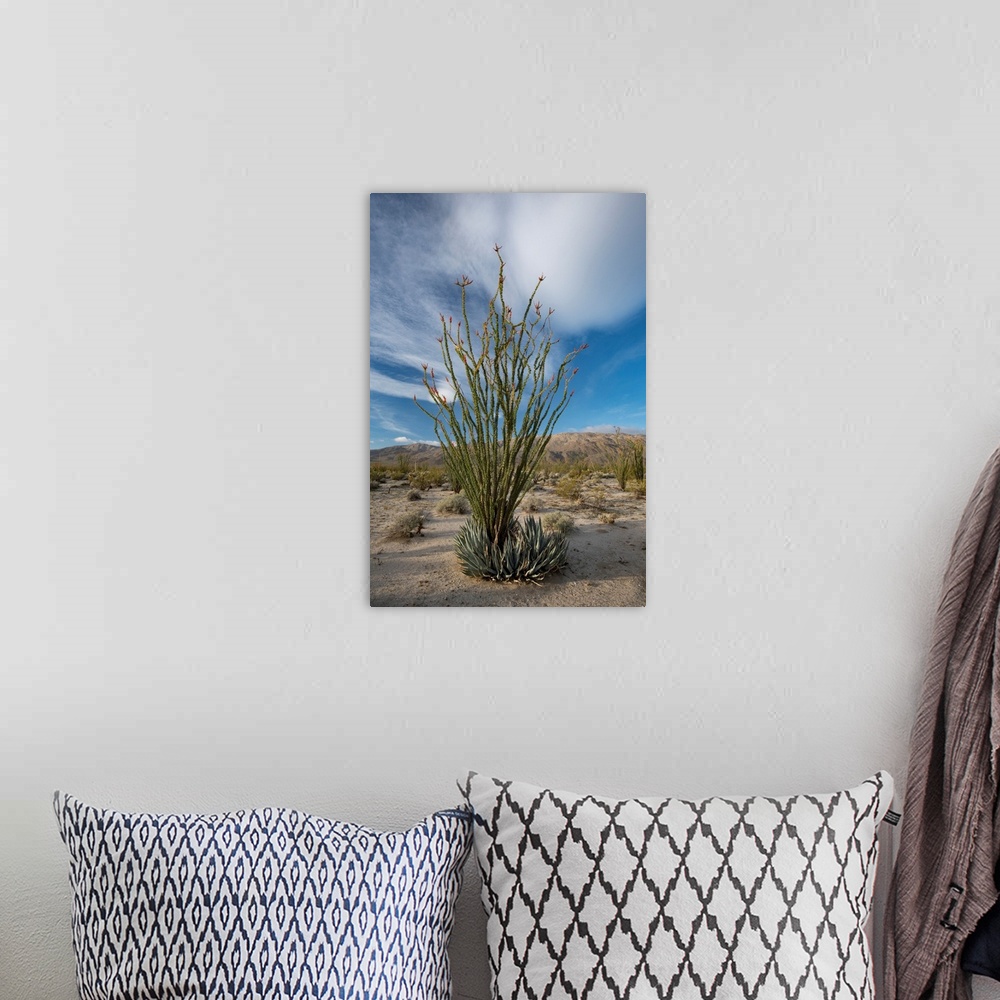 A bohemian room featuring North America, USA, California. Blooming Ocotillo (Fouquieria splendens) in desert landscape with...