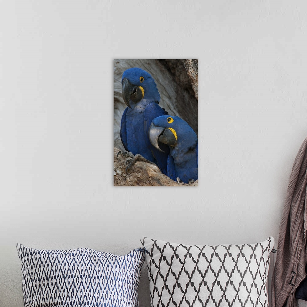 A bohemian room featuring Brazil, Pantanal Wetlands, Hyacinth Macaw mated pair on their nest in a tree.