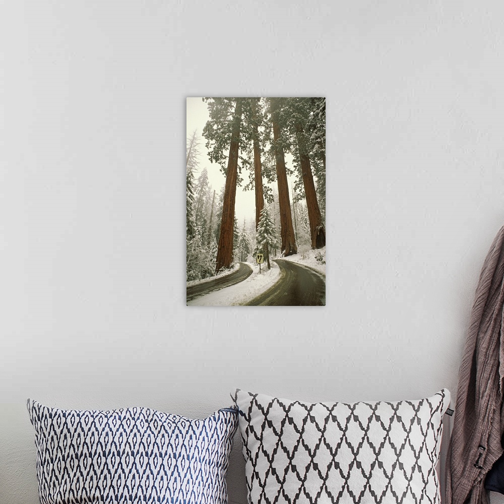 A bohemian room featuring USA, California, Sequoia National Park. Spring snowfall at southwest entrance into park.