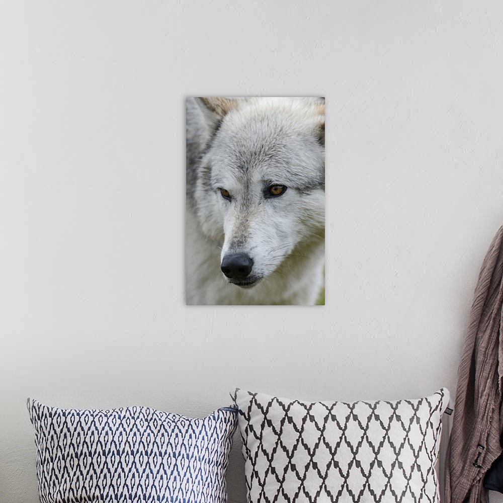 A bohemian room featuring Gray/Grey Wolf