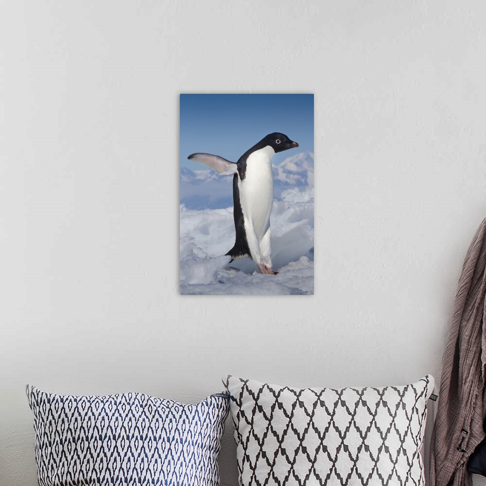 A bohemian room featuring Cape Adare, Antarctica. Adelie Penguin taking a leap.