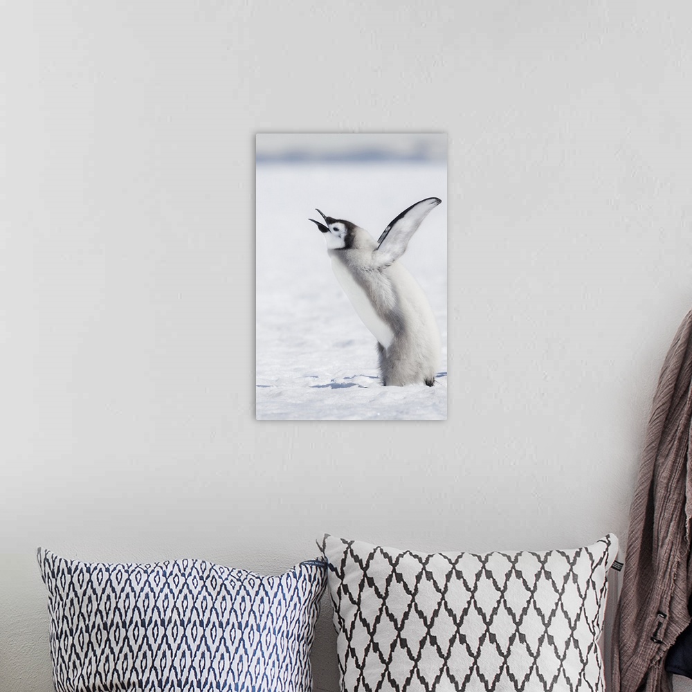 A bohemian room featuring Cape Washington, Antarctica. An Emperor penguin chick Calling Out, wings outstretched.