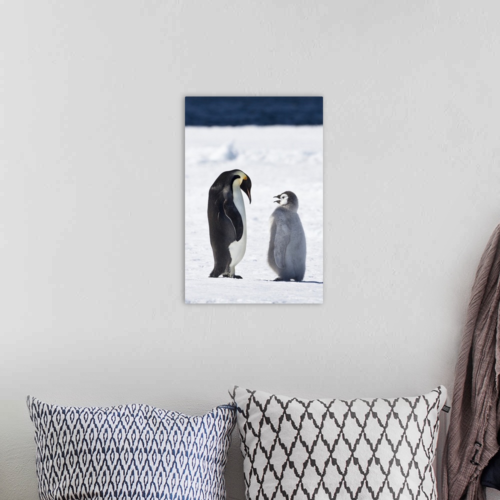 A bohemian room featuring Cape Washington, Antarctica. Emperor penguin chick asks parent for food.