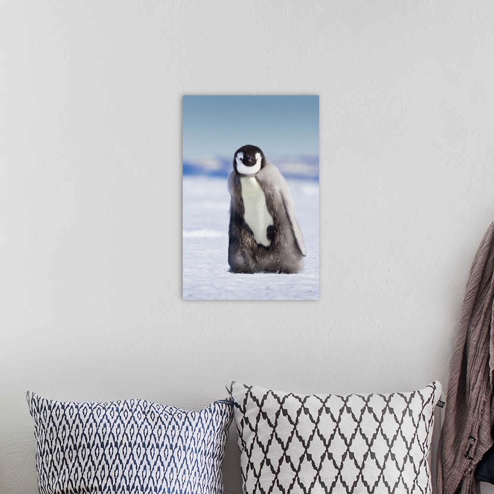 A bohemian room featuring Cape Washington, Antarctica. Emperor penguin chick with down coat walking alone.