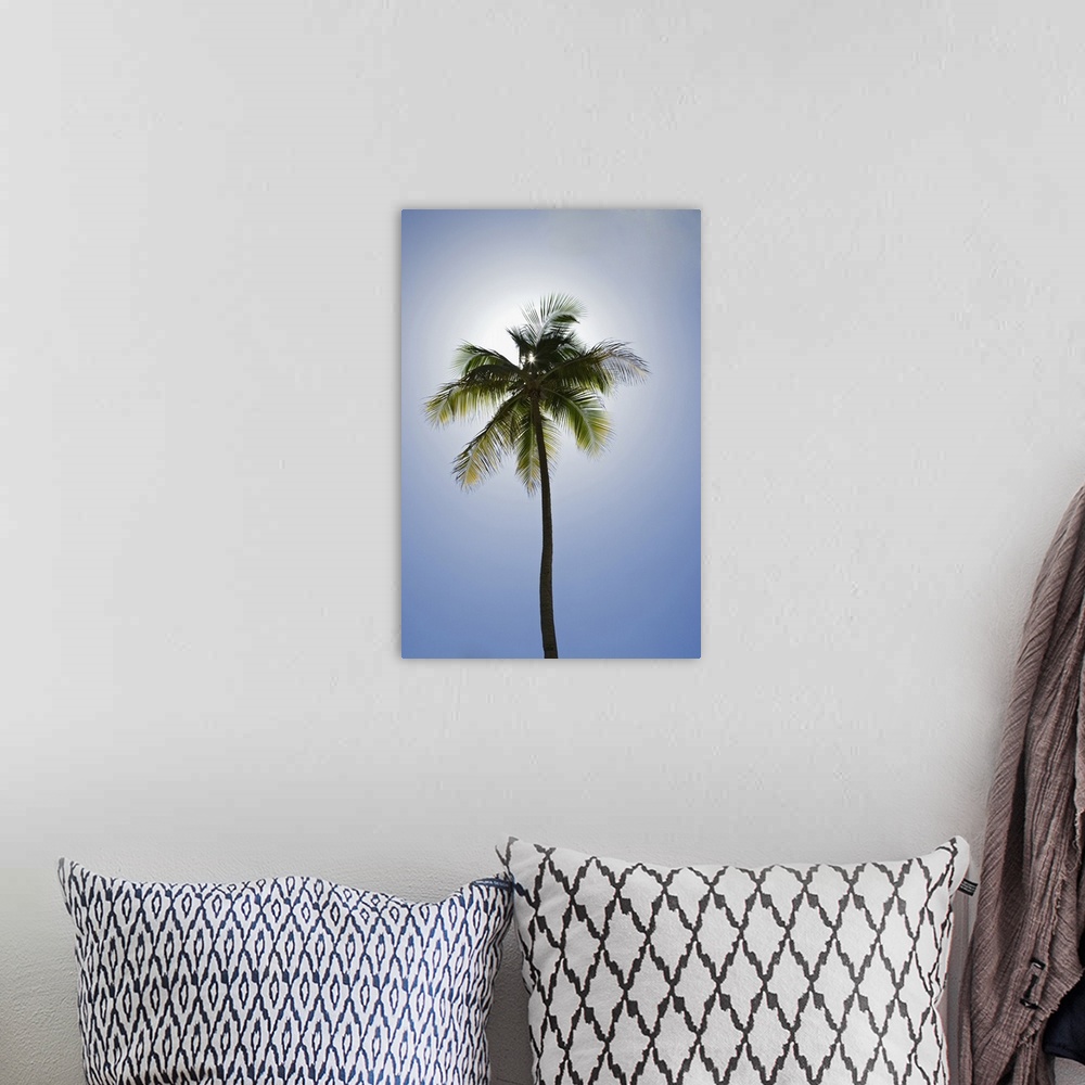 A bohemian room featuring Caribbean, Puerto Rico. Coconut palm tree at Luquillo Beach.