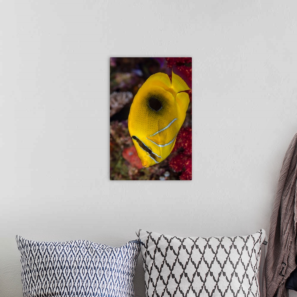 A bohemian room featuring Fiji. Close-up of eclipse butterflyfish.