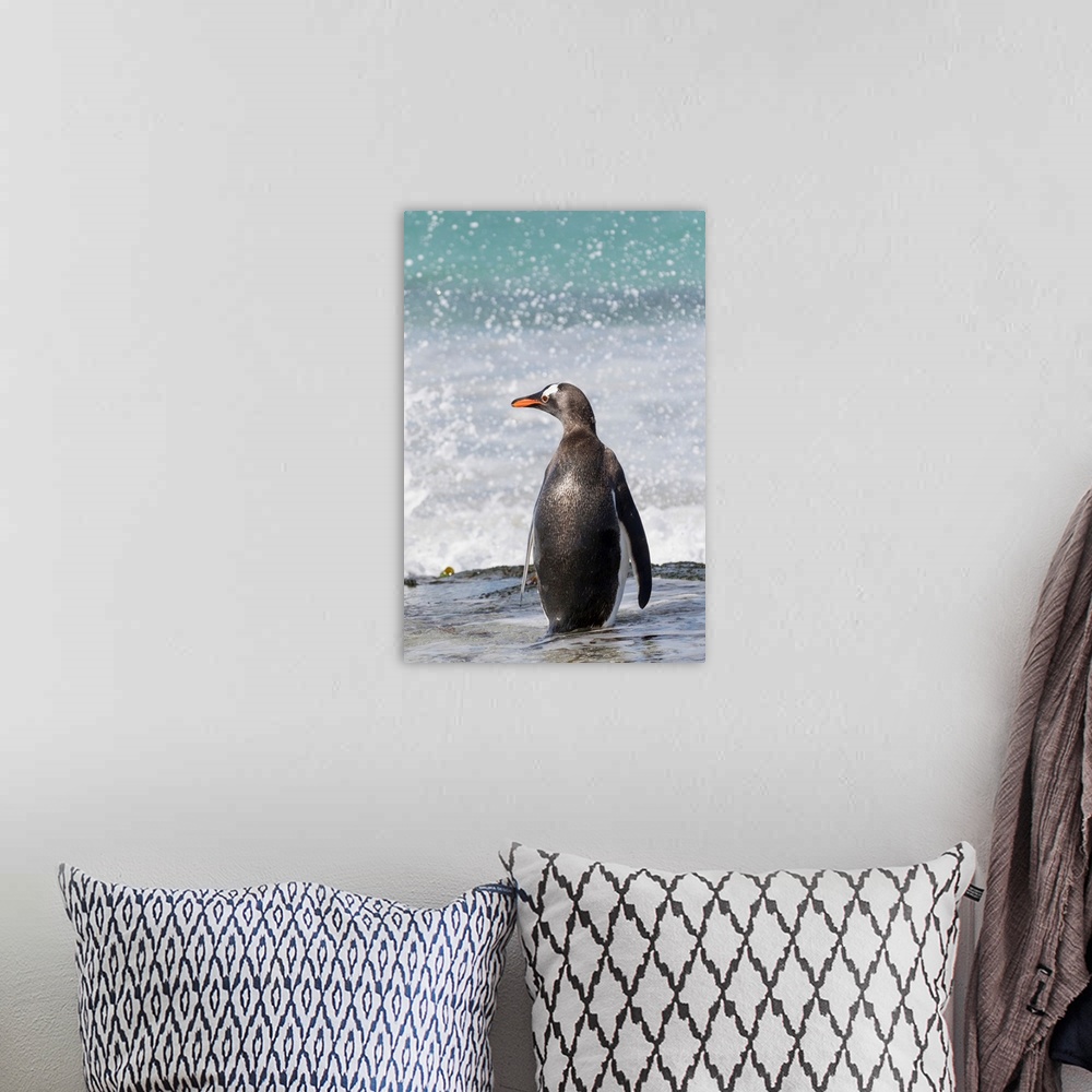 A bohemian room featuring Gentoo Penguin (Pygoscelis papua), Falkland Islands. South America, Falkland Islands, January.