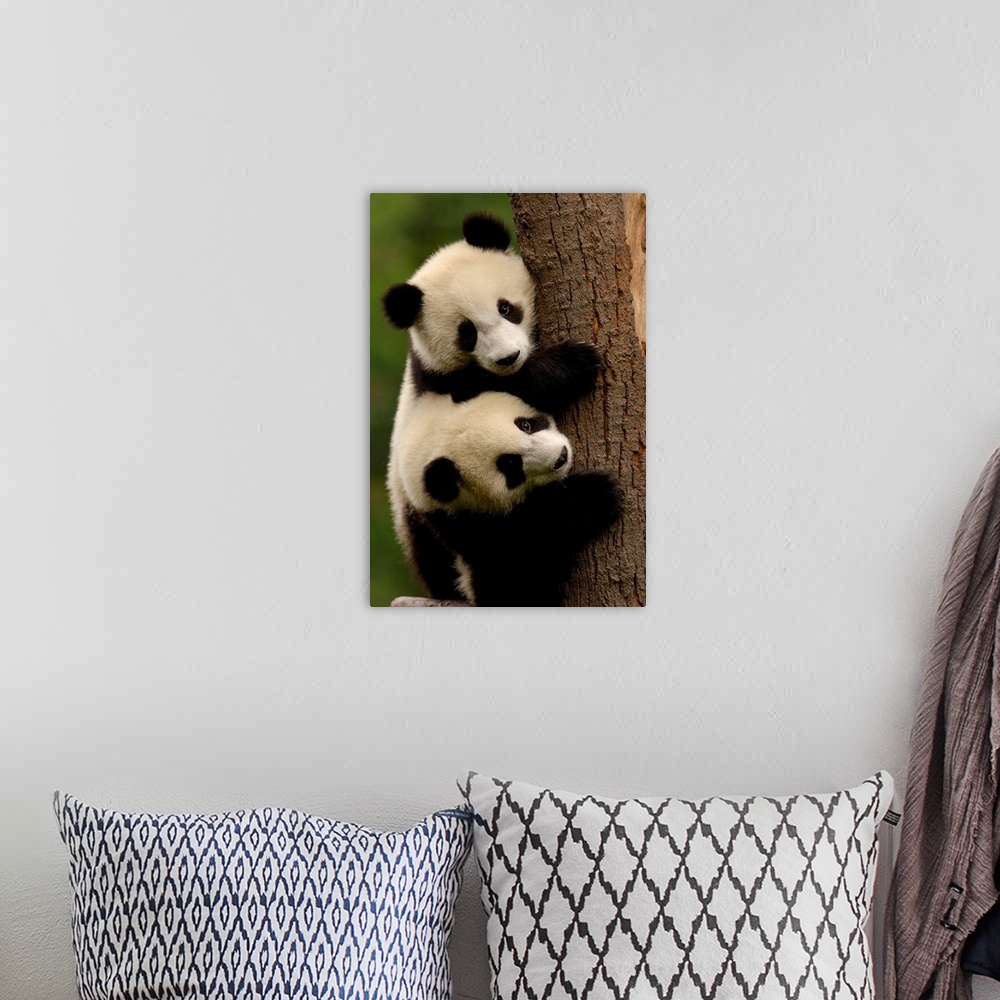 A bohemian room featuring Giant panda babies (Ailuropoda melanoleuca) Family: Ailuropodidae. Wolong China Conservation and ...