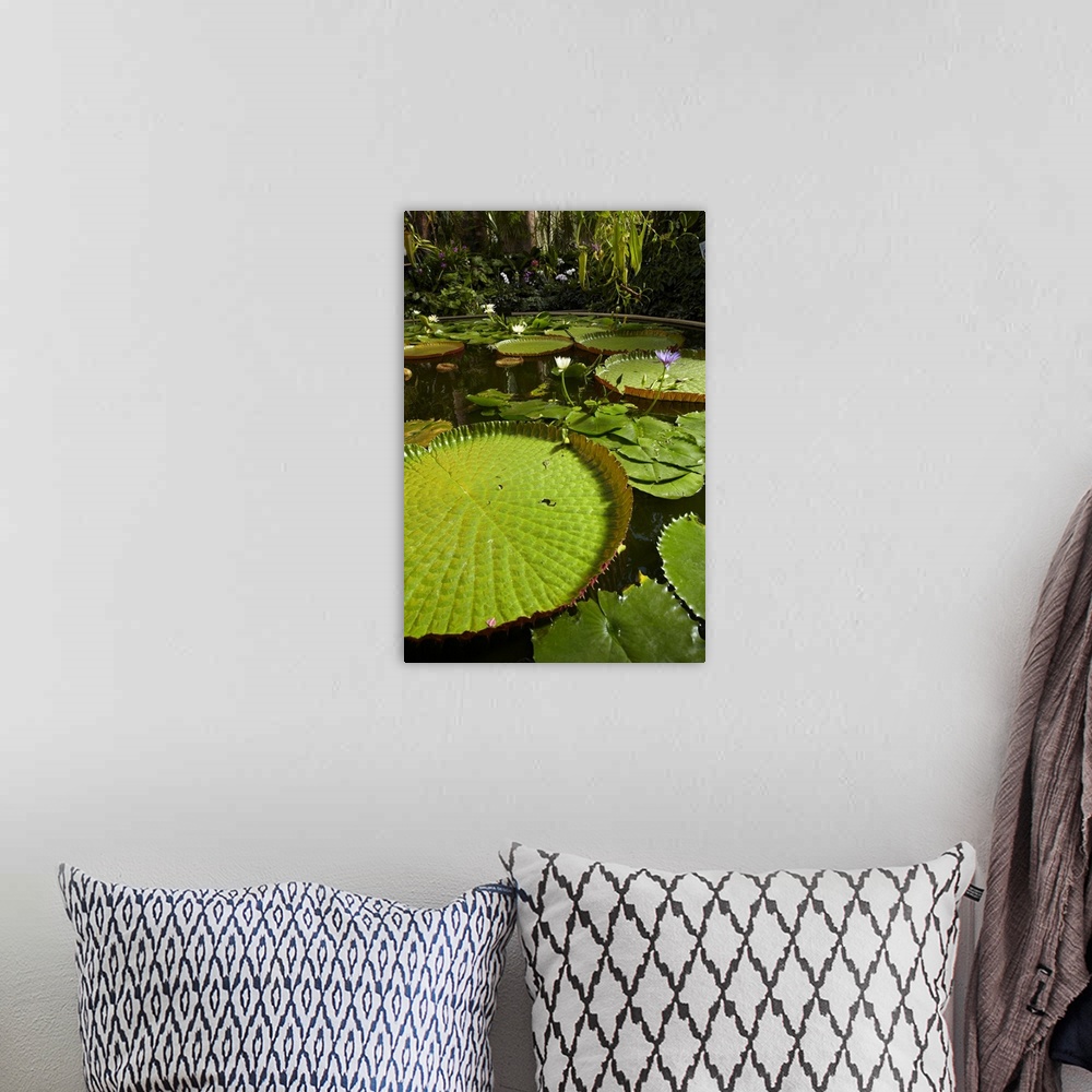 A bohemian room featuring Giant water lilies, Wintergardens, Auckland Domain, Auckland, North Island, New Zealand.