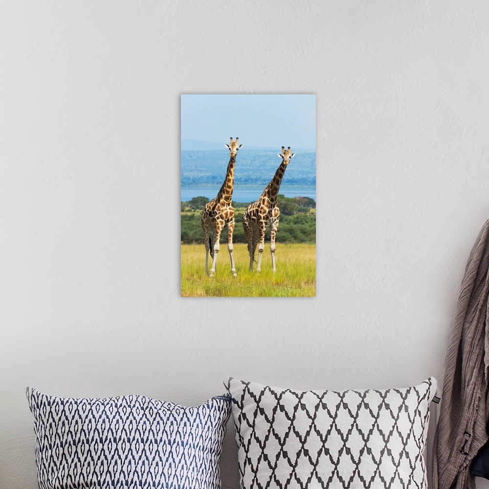 A bohemian room featuring Giraffes on the savanna, Murchison Falls National park, Uganda