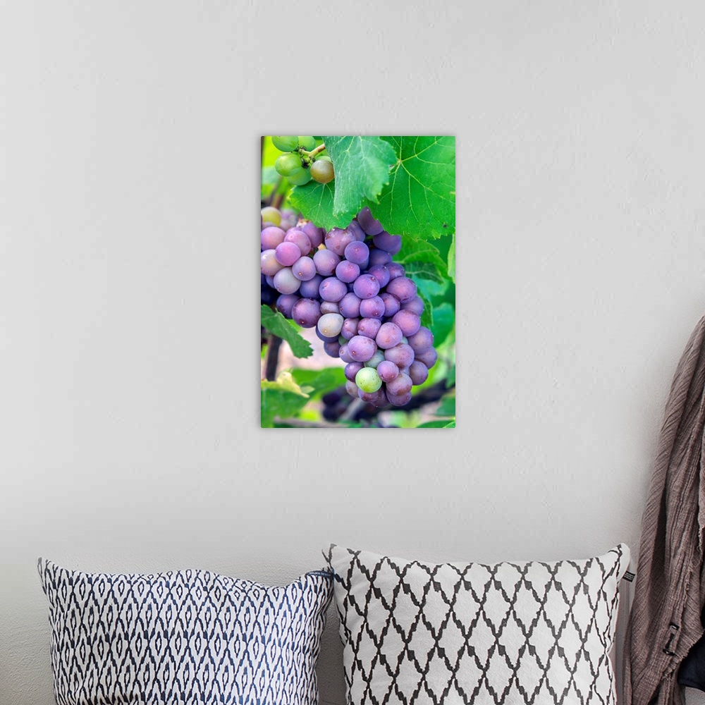 A bohemian room featuring Grapes on vine, Anyela's Vineyard, Skaneateles, New York, USA