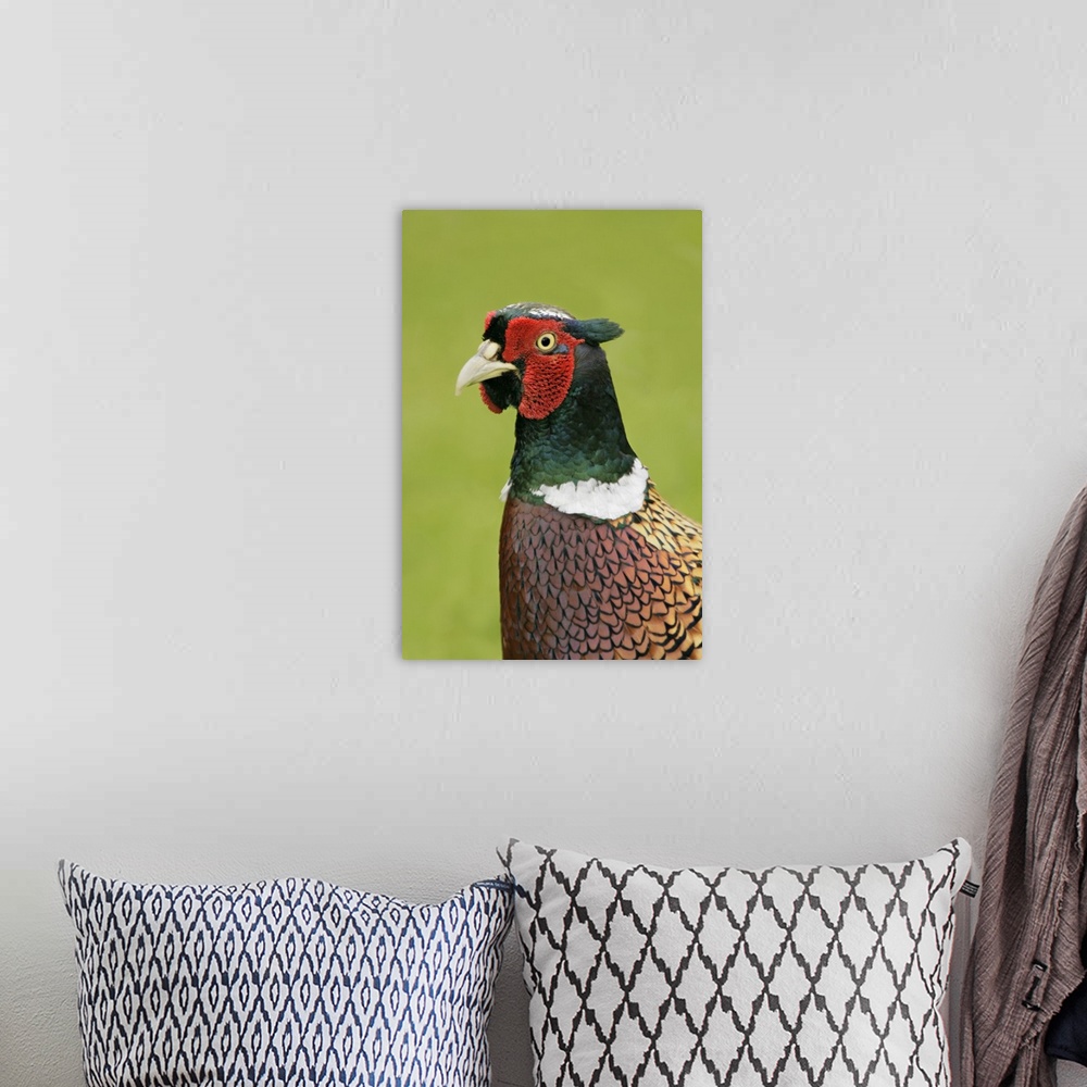 A bohemian room featuring Europe, Great Britain, Isles of Scilly, Tresco Island. Portrait of ring-necked pheasant. Credit a...