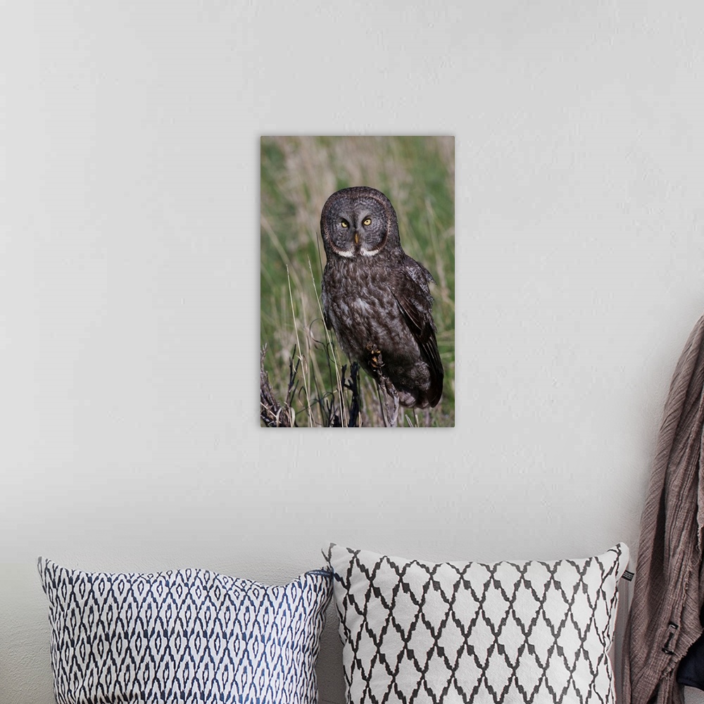 A bohemian room featuring Great Gray Owl.
