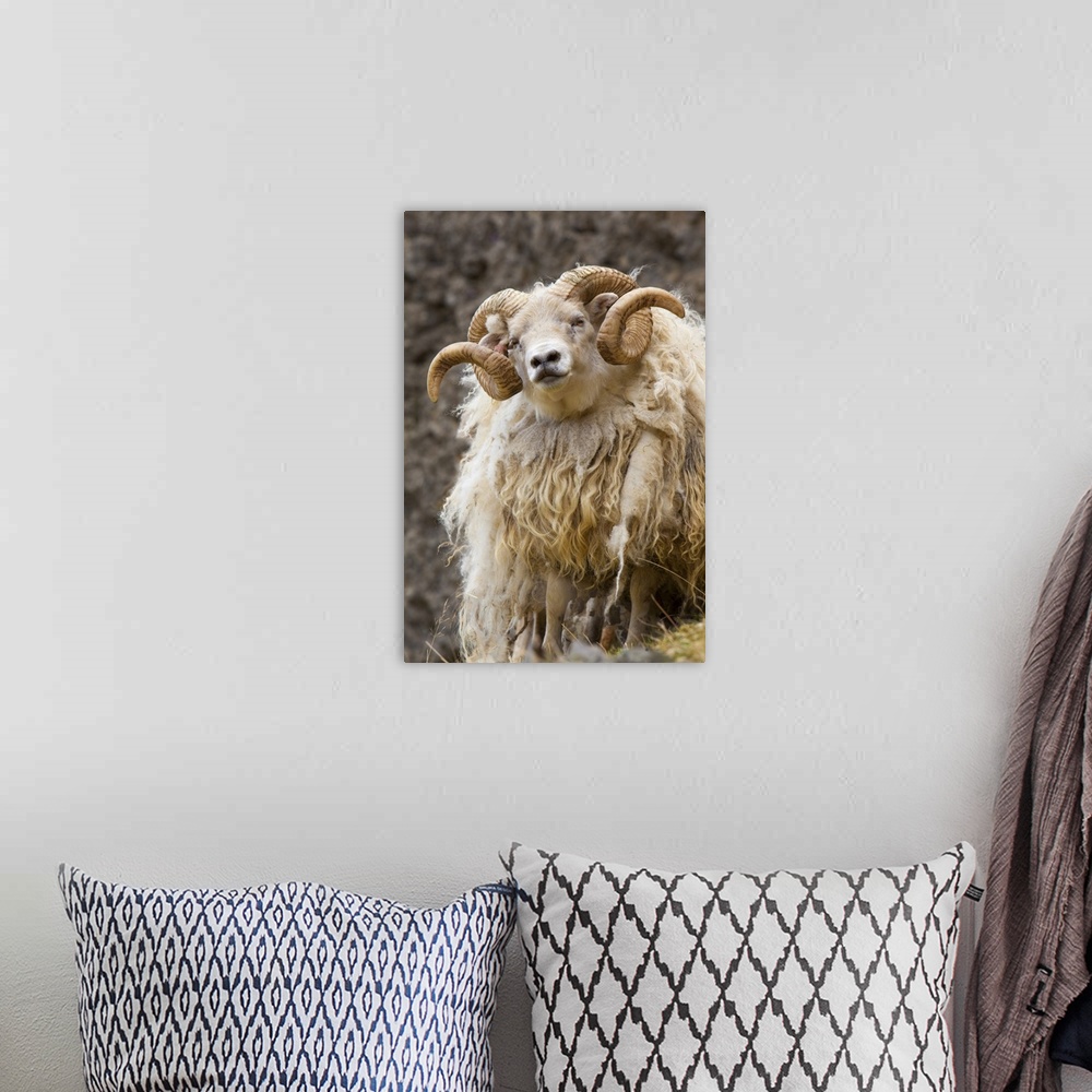 A bohemian room featuring Iceland. Close-up of Icelandic sheep.