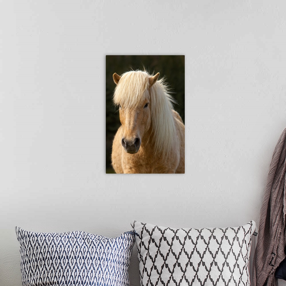 A bohemian room featuring Iceland. Icelandic horse in sunset light.