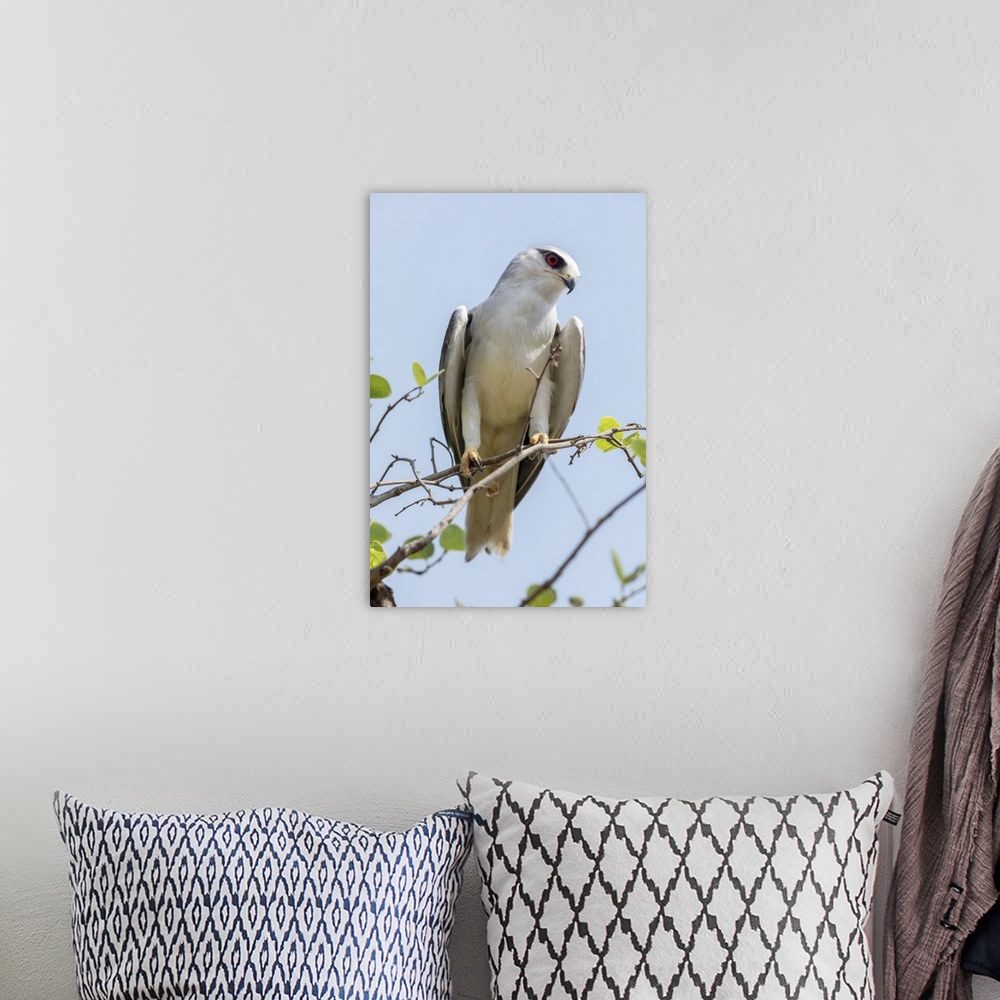 A bohemian room featuring India, Madhya Pradesh, Kanha National Park. Portrait of a black-winged kite on a branch.