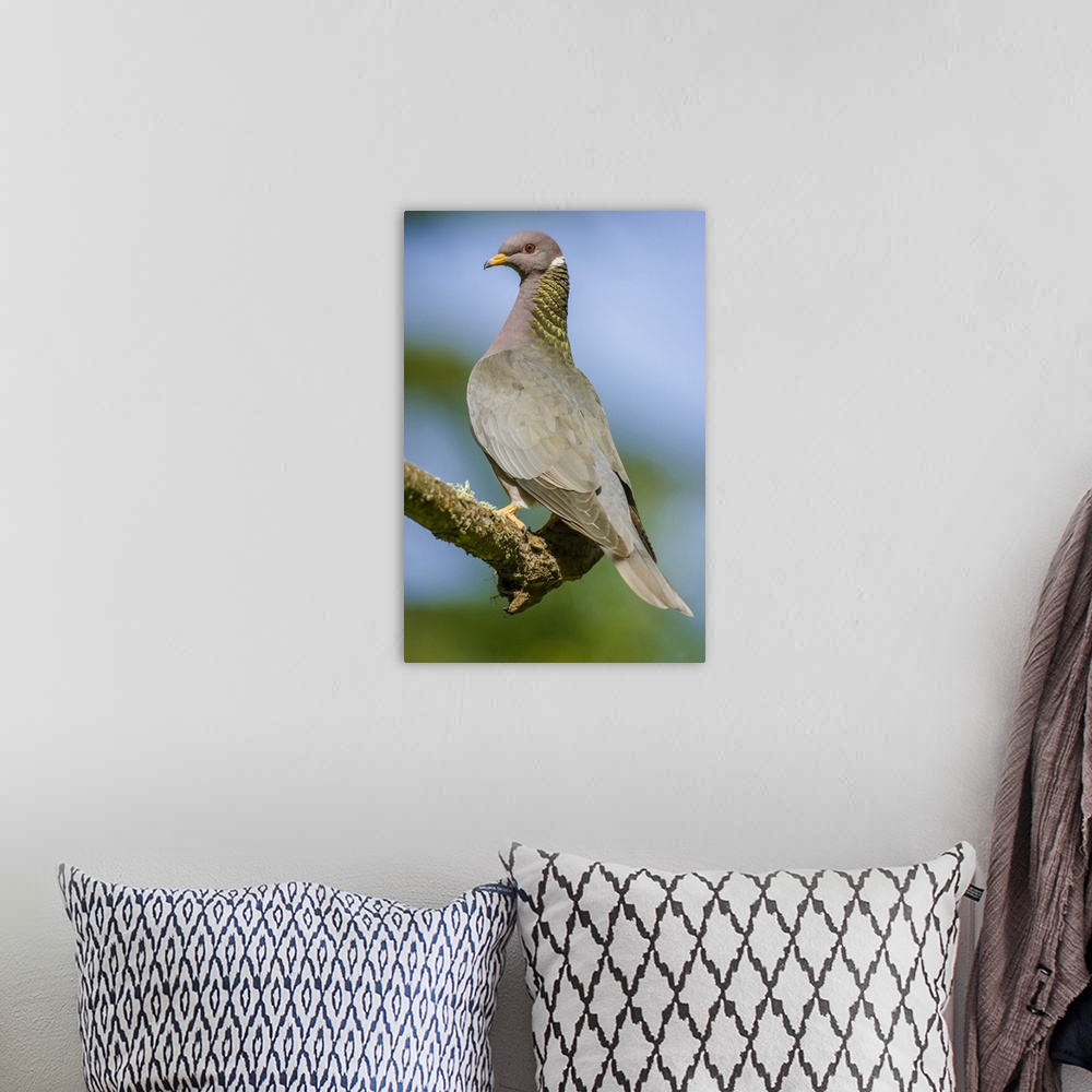 A bohemian room featuring Issaquah, Washington State, USA. Band-tailed Pigeon (Columba fasciata) sitting on a branch.