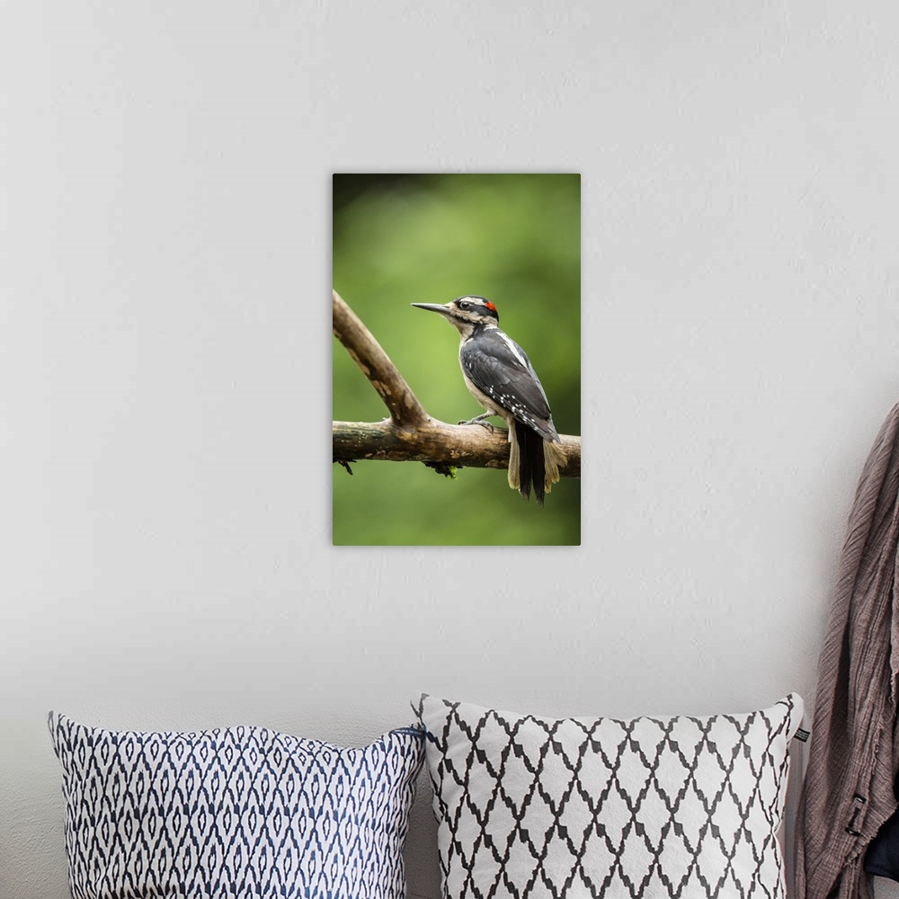 A bohemian room featuring Issaquah, Washington State, USA. Male hairy woodpecker perched on a dead branch in springtime.