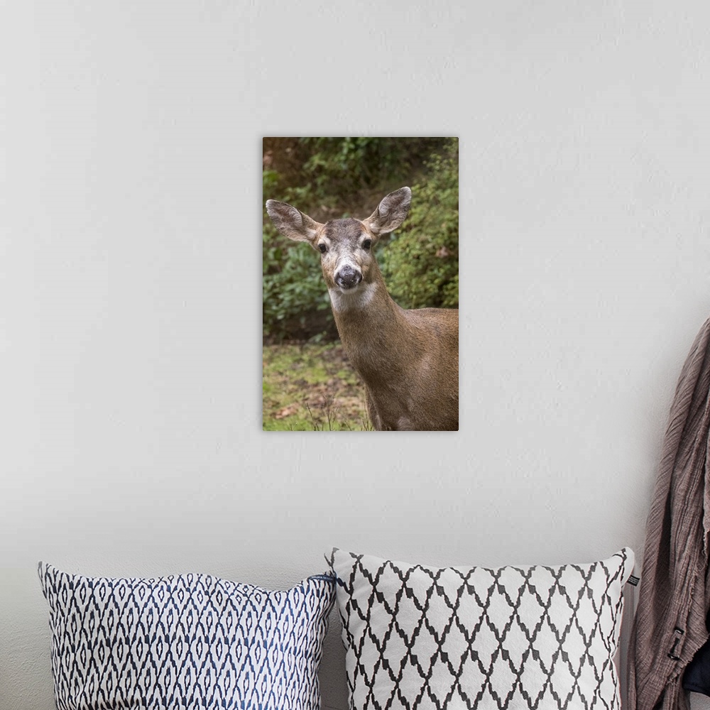 A bohemian room featuring Issaquah, Washington State, USA. Male mule deer with antlers just barely visible in a rural resid...