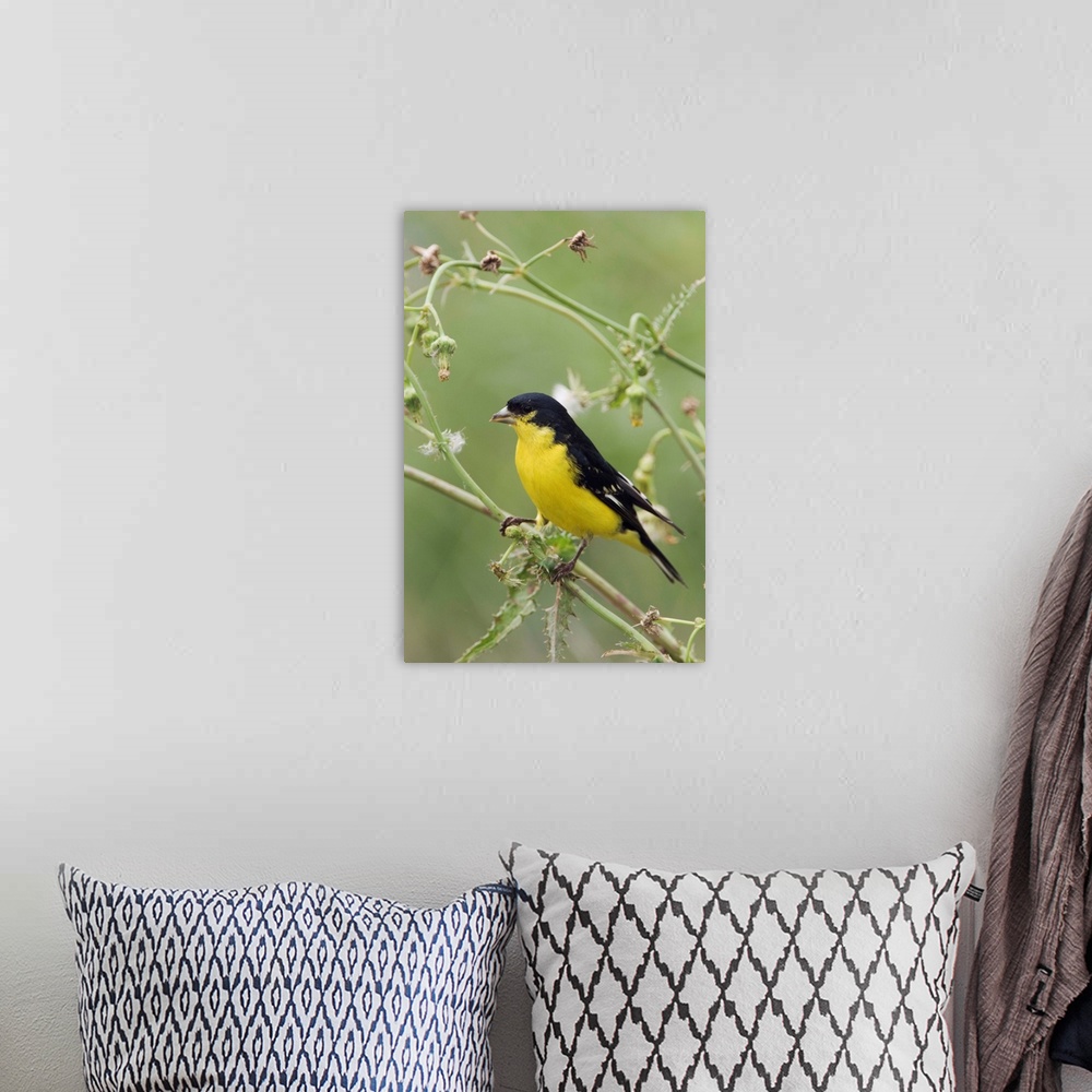 A bohemian room featuring Lesser Goldfinch, Carduelis psaltria, black-backed male eating seeds of Spiny Sow-Thistle (Sonchu...