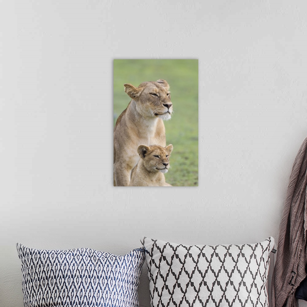 A bohemian room featuring Lioness with its female cub, standing together, side by side.