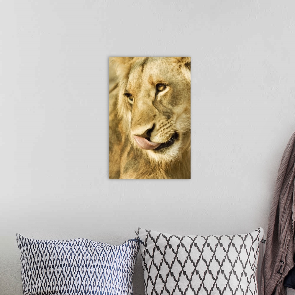 A bohemian room featuring Livingston, Zambia. Close-up of a male lion licking his nose.