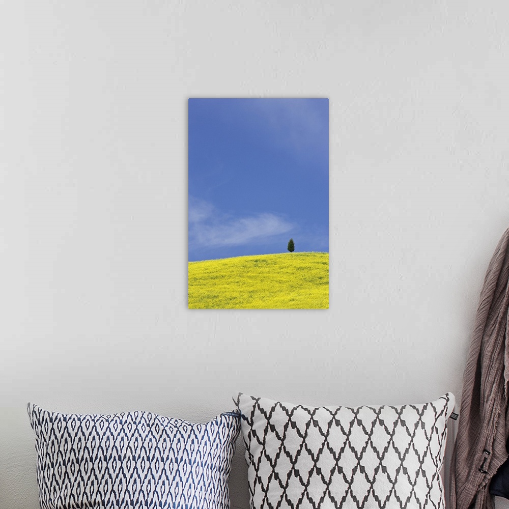 A bohemian room featuring Europe, Italy, Tuscany. Lone cypress tree on flower-covered hillside.