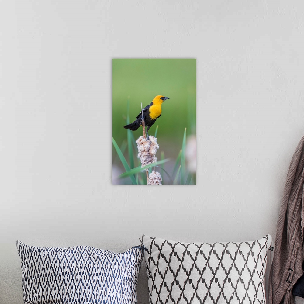 A bohemian room featuring USA, Wyoming, Sublette County, a male Yellow-headed Blackbird perches on dried cattail stalks in ...