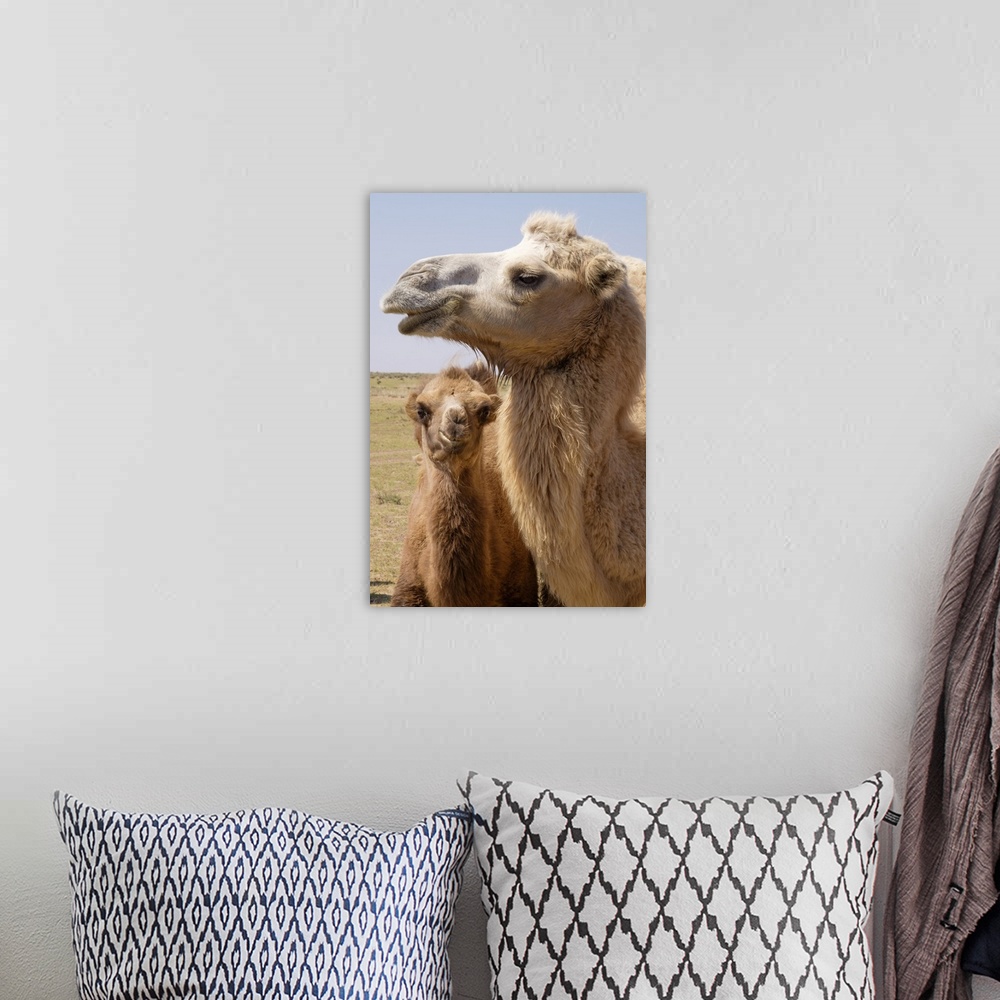 A bohemian room featuring Mongolia, Lake Tolbo, Bactrian camels.