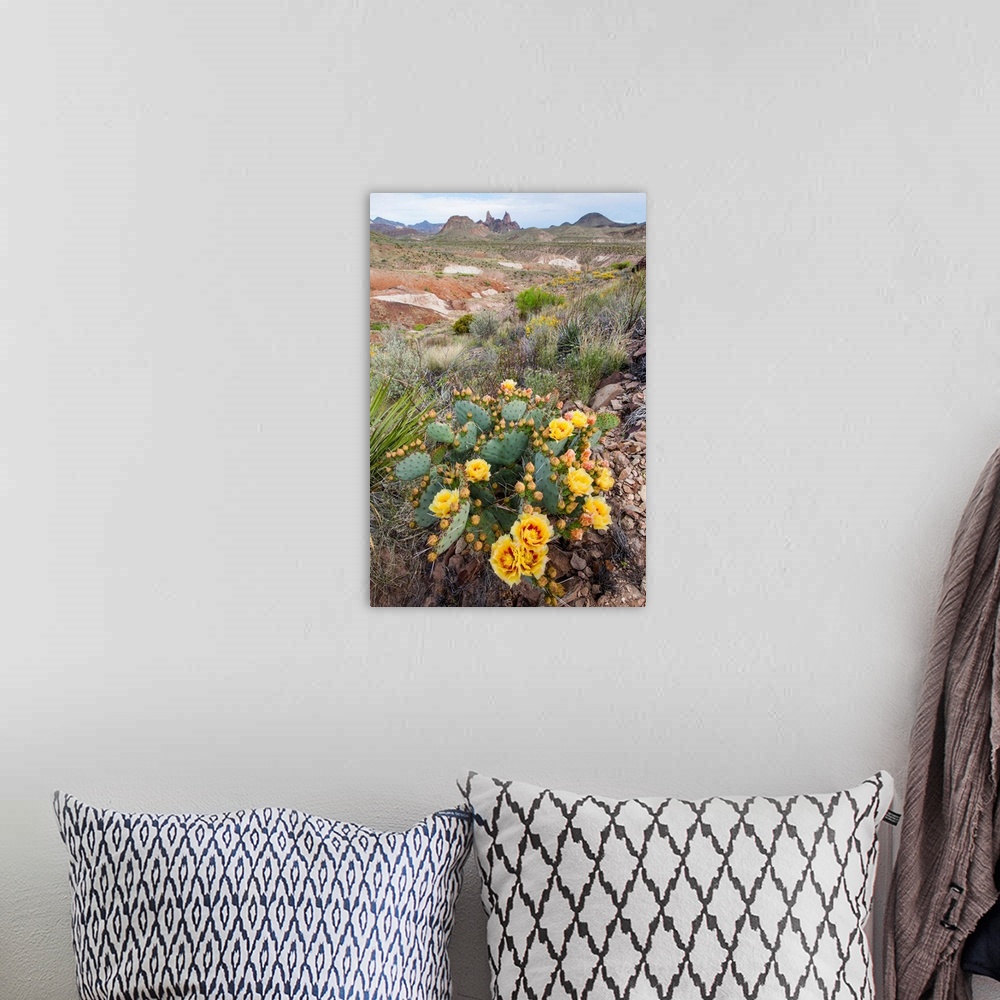 A bohemian room featuring Mule Ears formation and prickly pear flowers in Big Bend National Park