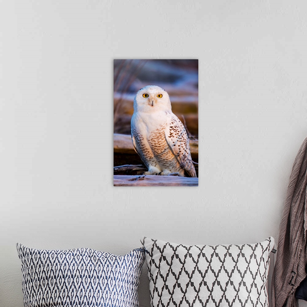 A bohemian room featuring North America; Canada; British Columbia; Snowy Owl Waiting for Prey