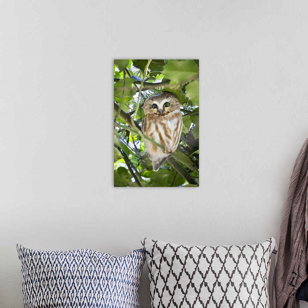 A bohemian room featuring Canada, British Columbia, Reifel Migratory Bird Sanctuary. Northern saw-whet owl perched in holly...