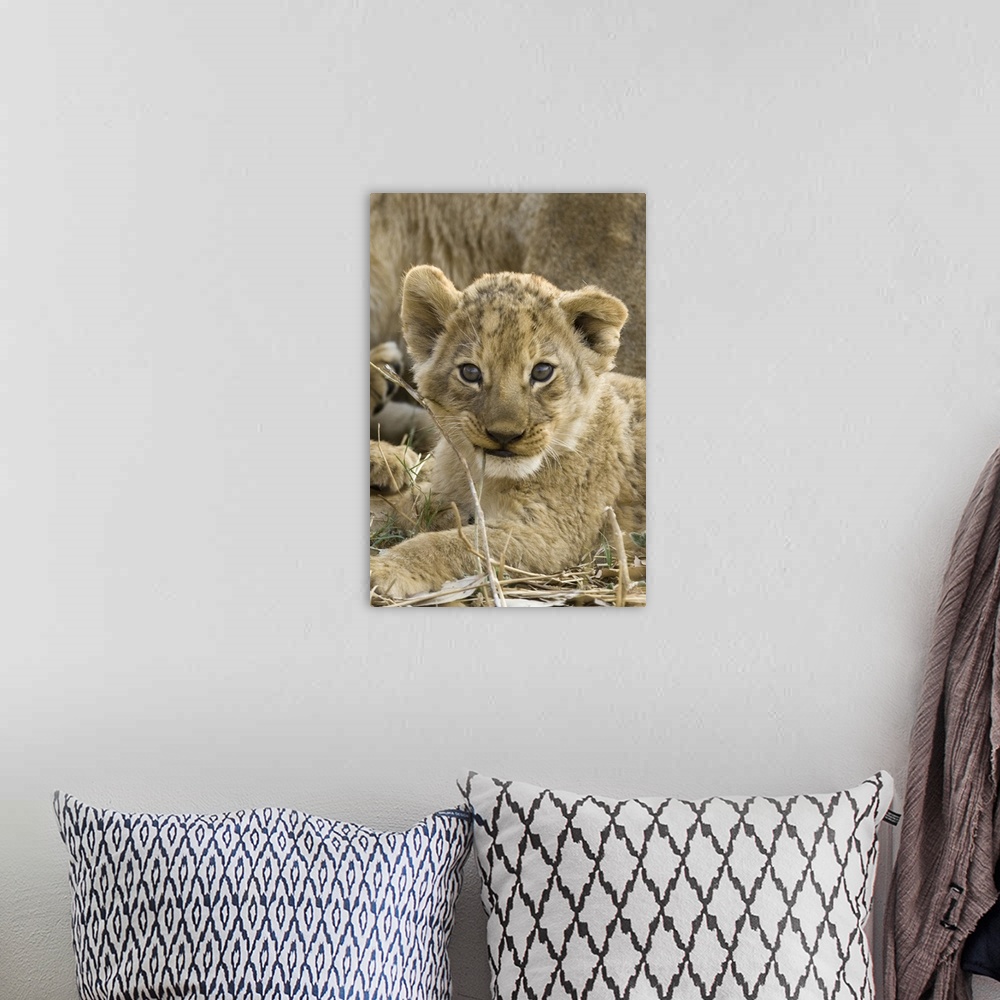 A bohemian room featuring Okavango Delta, Botswana. A close-up of a lion cub.
