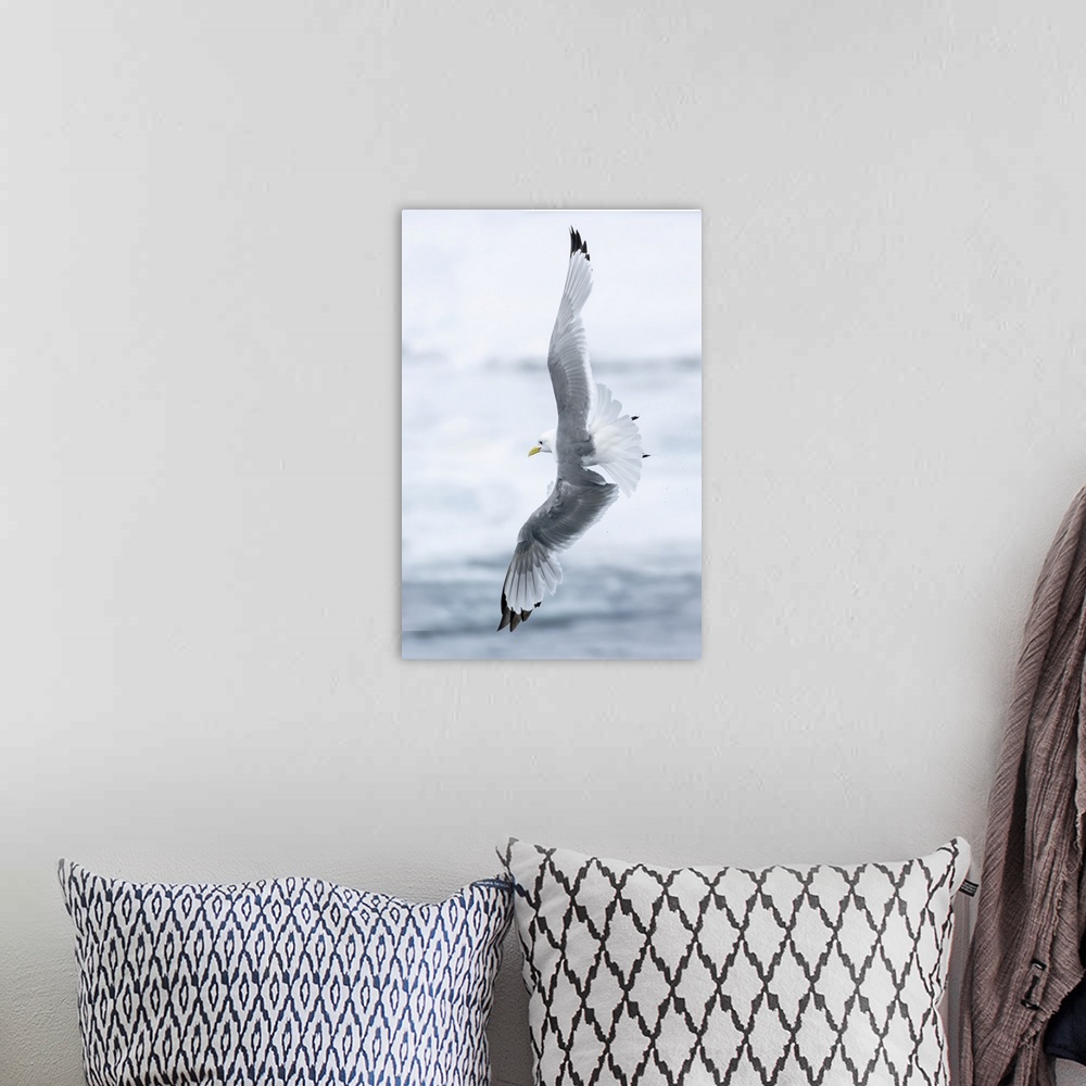 A bohemian room featuring Pack ice, north of Svalbard. A black-legged kittiwake showing its flying capabilities.