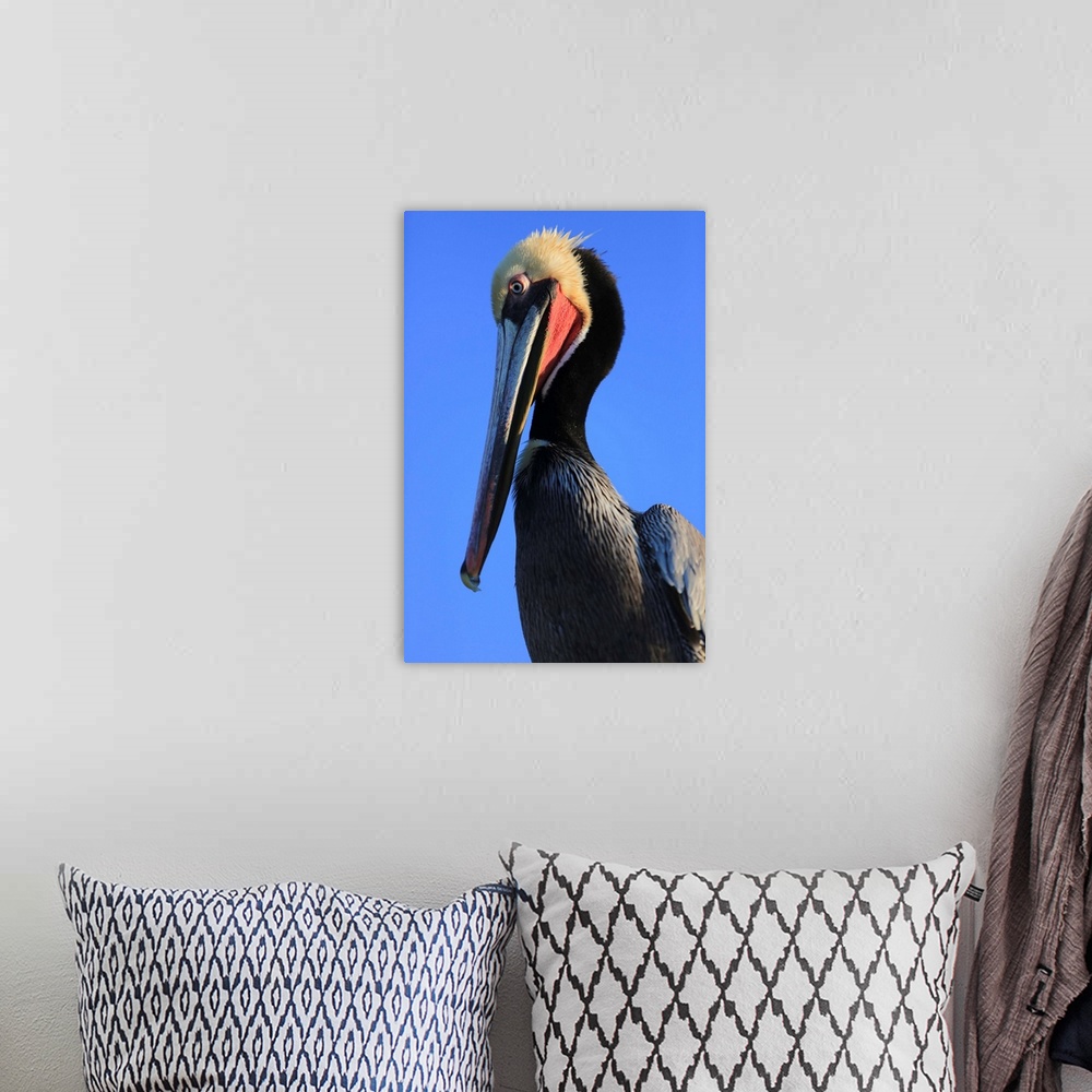 A bohemian room featuring Shelter Island, San Diego, California. Pelican with large eyes bows its head and long beak toward...