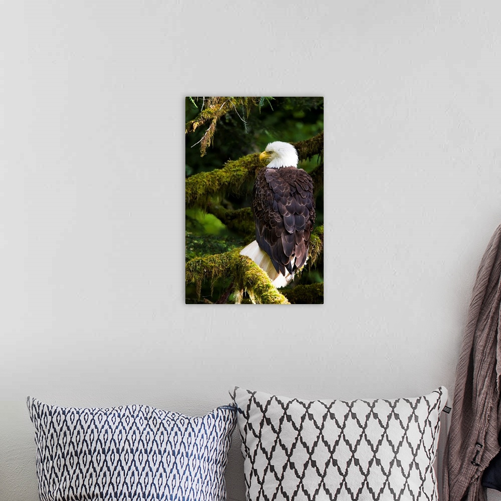 A bohemian room featuring Raptor Center, Sitka, Alaska.  Close-up of a bald eagle sitting in tree.