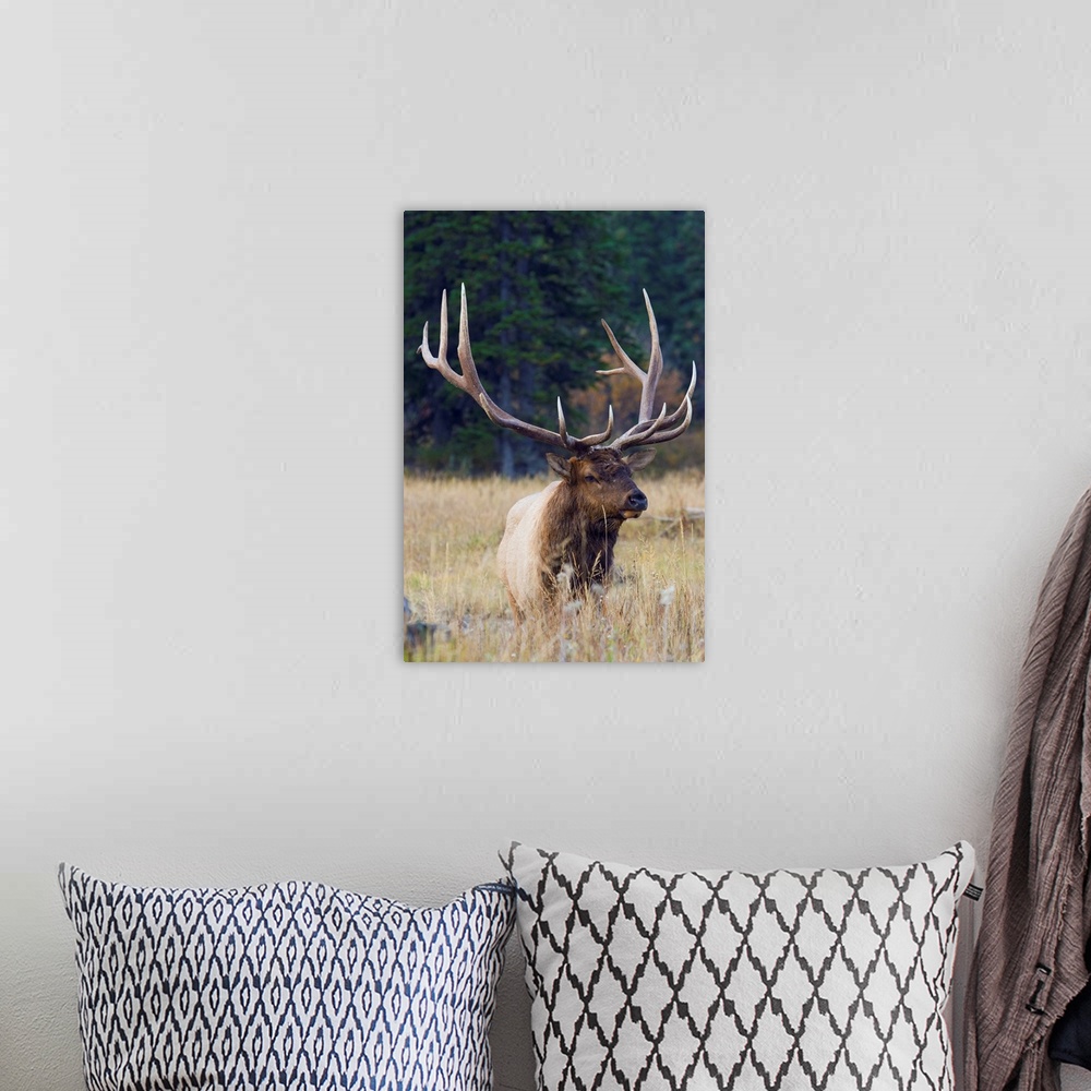 A bohemian room featuring Rocky Mountain Bull Elk