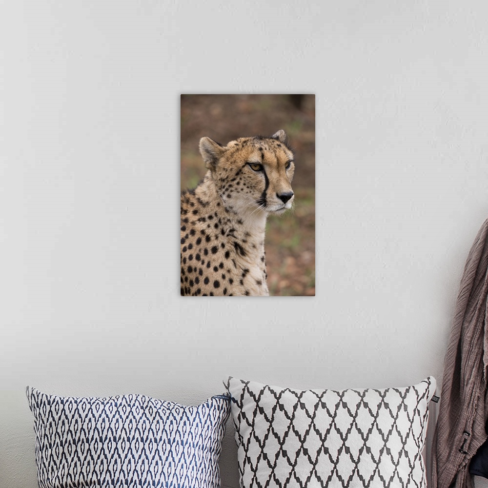 A bohemian room featuring South Africa, Pretoria, De Wildt Shingwedzi Cheetah