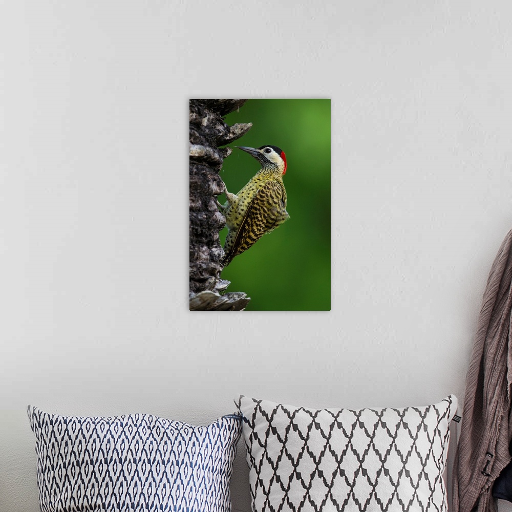 A bohemian room featuring South America. Brazil. A green-barred woodpecker (Colaptes melanochloros) in the Pantanal, the wo...