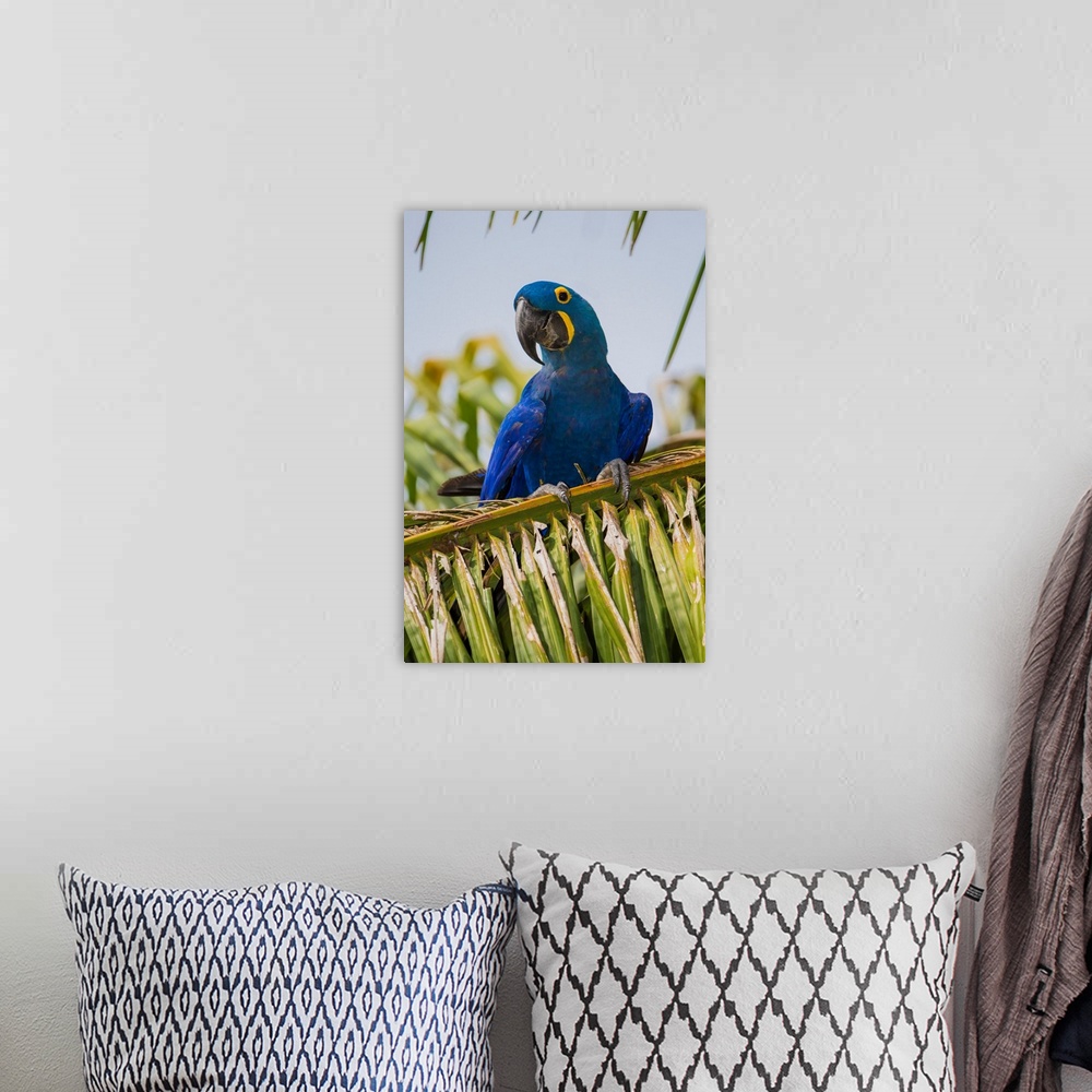 A bohemian room featuring South America. Brazil. Hyacynth macaw (Anodorhynchus hyacinthinus), a vulnerable species of parro...