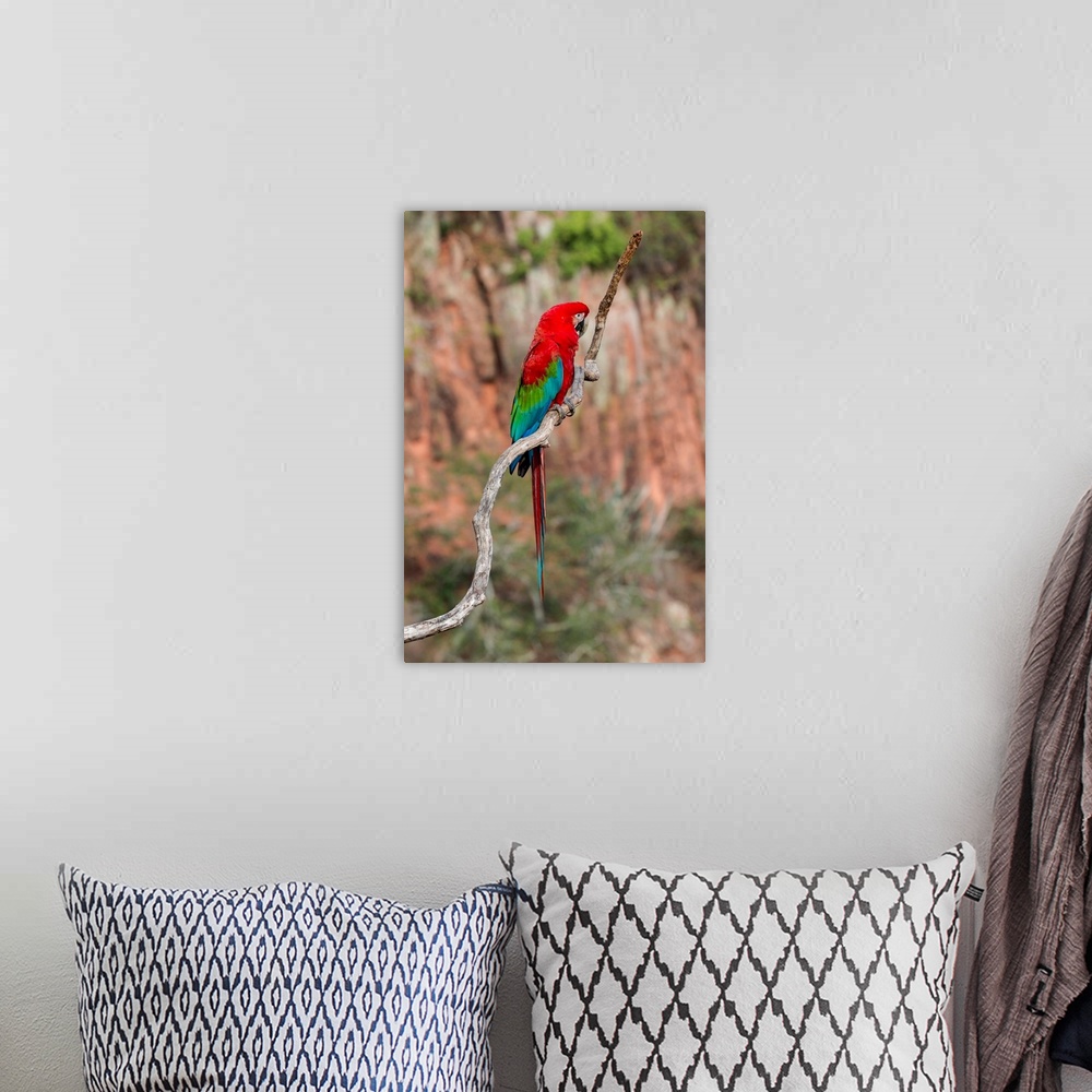 A bohemian room featuring South America, Brazil, Mato Grosso do Sul, Jardim, Sinkhole of the Macaws, red-and-green macaw, A...