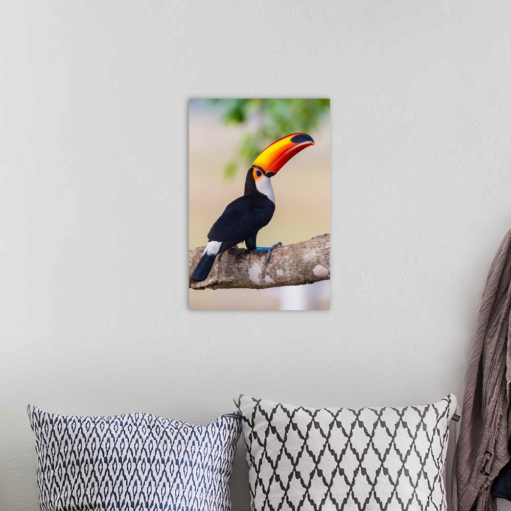 A bohemian room featuring South America. Brazil. Toco Toucan (Ramphastos toco albogularis) is a bird with a large colorful ...