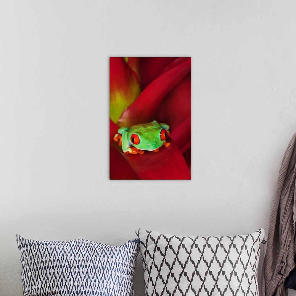A bohemian room featuring South America, Panama. Red-eyed tree frog on bromelied flower.