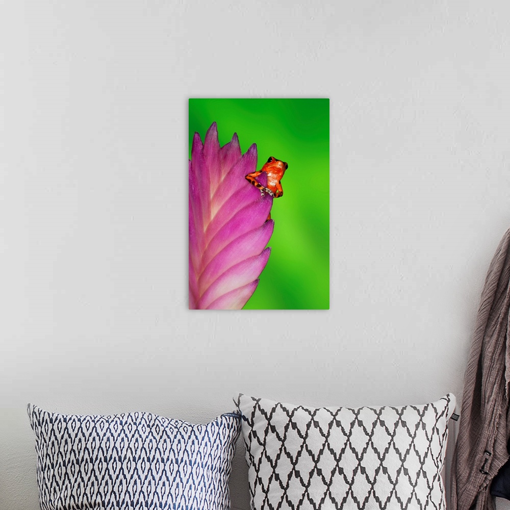 A bohemian room featuring South America, Panama. Strawberry poison dart frog on bromeliad flower.