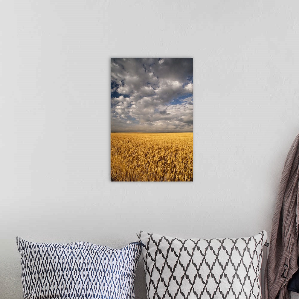 A bohemian room featuring North America, USA, South Dakota, Summer morning wheat fields on the South Dakota praire
