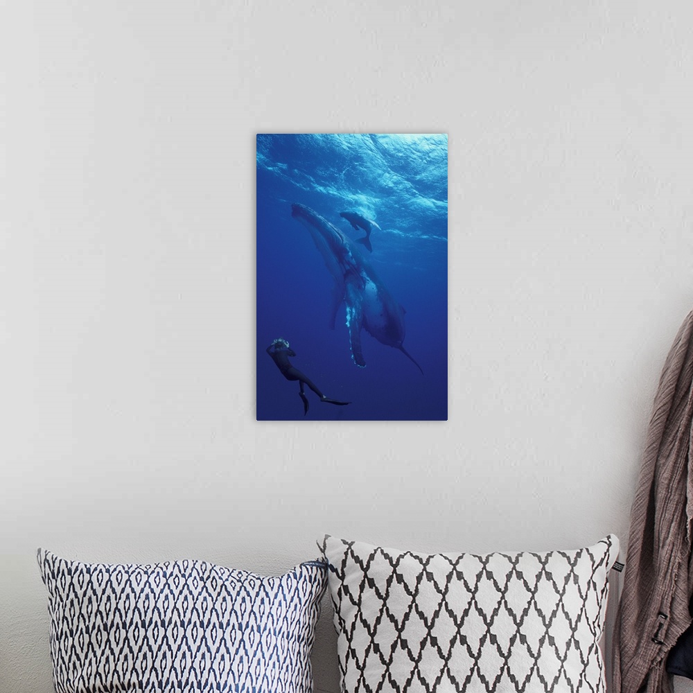 A bohemian room featuring South Pacific, Tonga.Humpback whale and calf.diver photographer