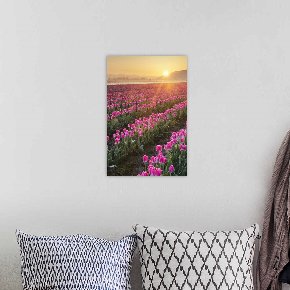 A bohemian room featuring Sunrise over the Skagit Valley Tulip Fields, Washington State