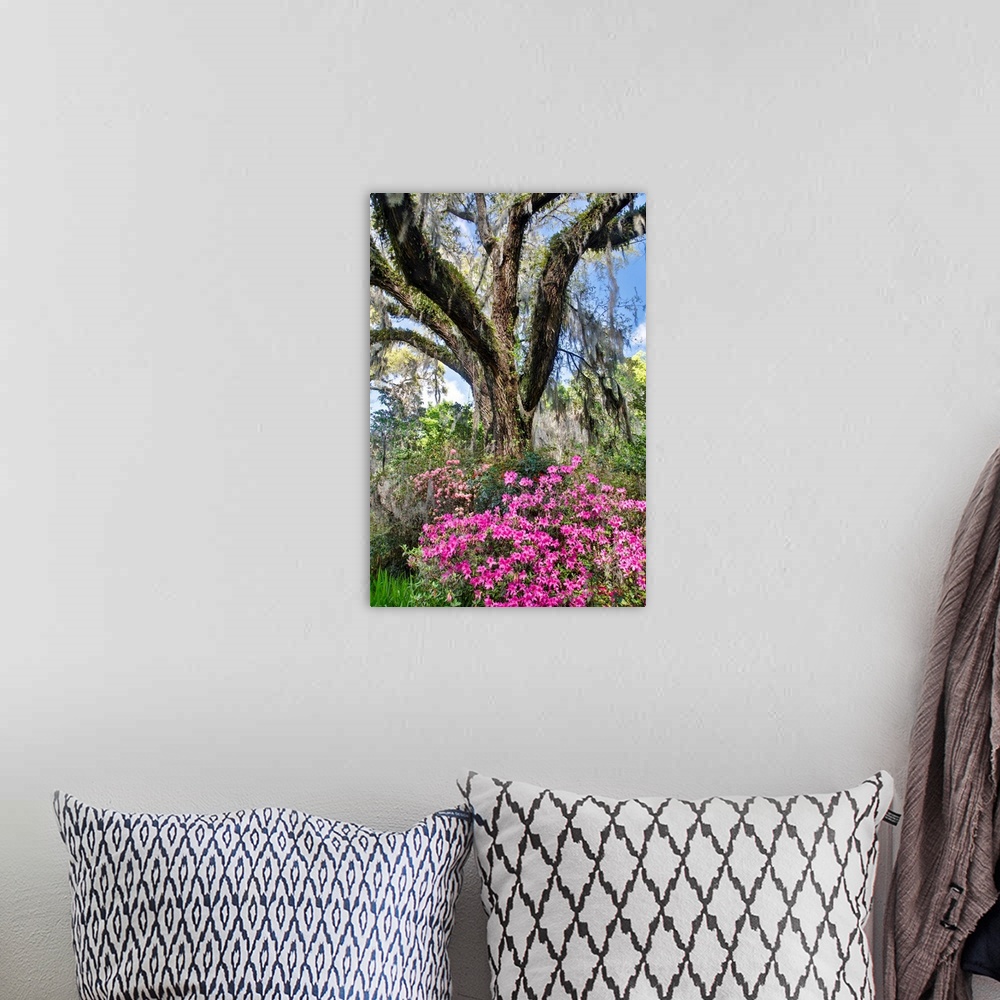 A bohemian room featuring United States, North Carolina, Magnolia Plantation, Moss-Covered Tree Trunk with Azaleas